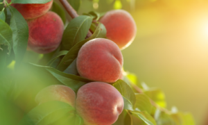 Peaches - Riesling wine taste