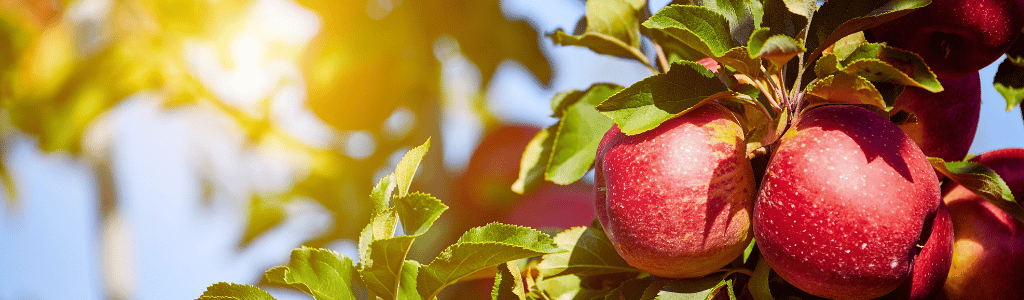 apple prchard